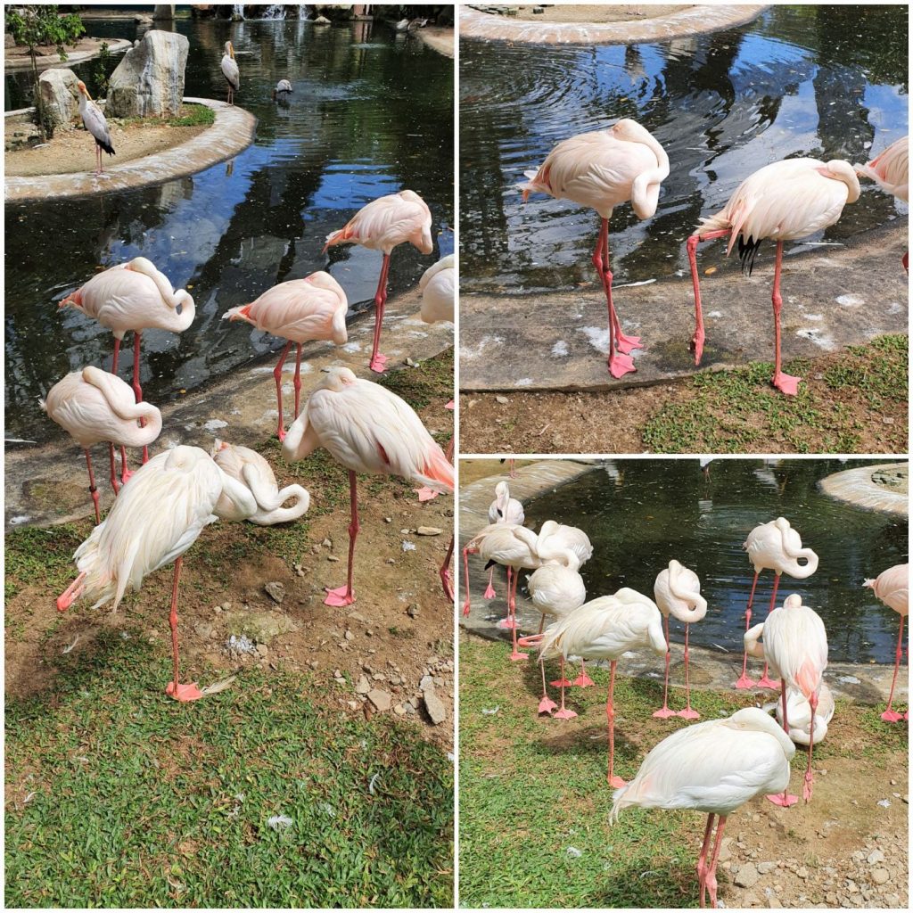 Zwiedzić Kuala Lumpur vol 3 flamingi